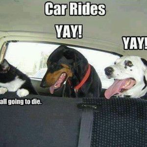 Meet your Posher, Barbara